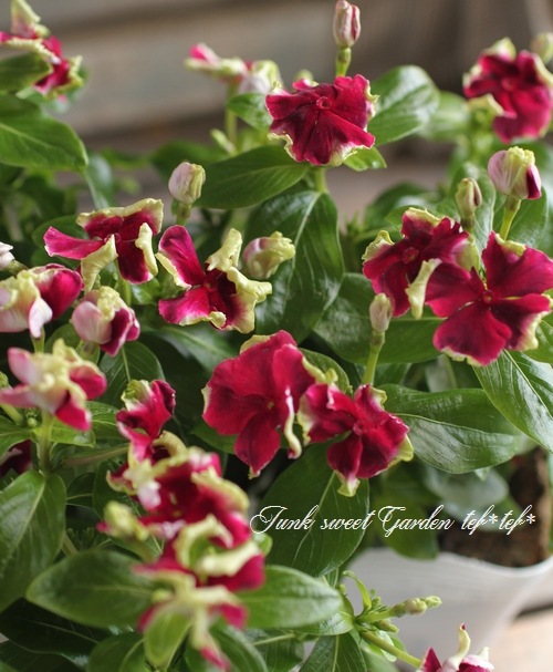 <i>Catharanthus roseus</i><BR><BR>�˥��˥�����<BR>�ե�󥸥ӥ�<BR>�إ磻��ե�󥸡�