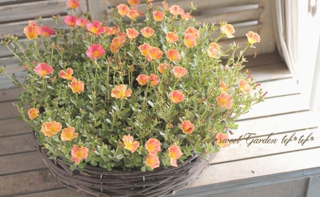 I Portulaca I Br Br ポーチュラカ Br アプリコット すべての商品 Junk Sweet Garden Tef Tef
