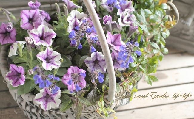 <i>Petunia��hybrida</i><BR><BR>�ڥ���˥����ץ쥸�㡼<BR>�إۥ磻�ȥ�٥������������
