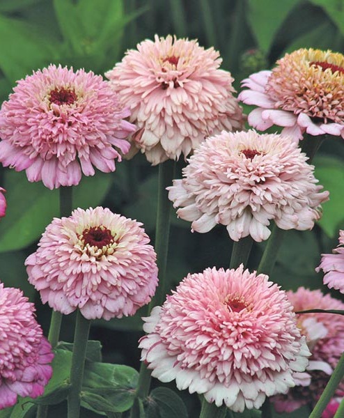 i>Zinnia Zinderella</i><BR><BR>新品種！ジニア<BR