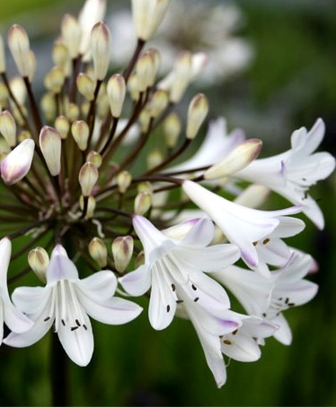 <i>Agapanthus</i><BR><BR>�����ѥ󥵥�<BR>�إ����꡼�ߥ륯��