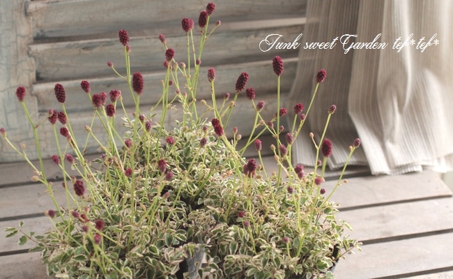 斑入りタンナワレモコウ『リトルエンジェル』 コンパクト品種 | すべて