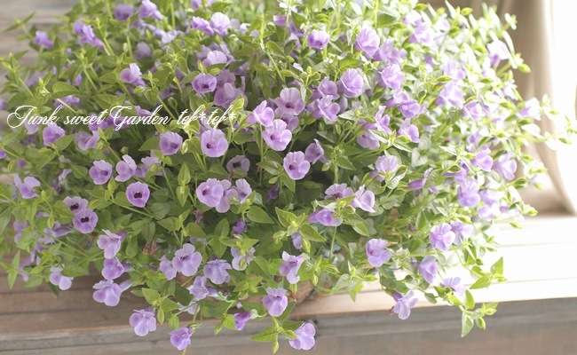 I Torenia Fournieri I Br Br 夏に強い トレニア Br カタリーナ ブルーリバー すべての商品 Junk Sweet Garden Tef Tef