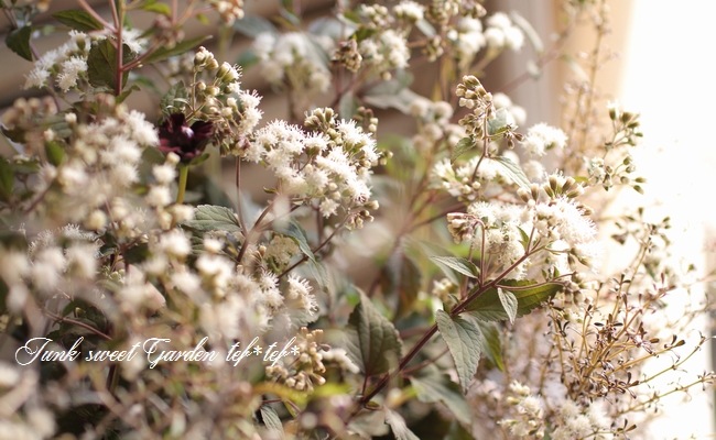 tef*tef*�󤻿���<BR>2015 * no94 *<BR><BR>���λޤ��