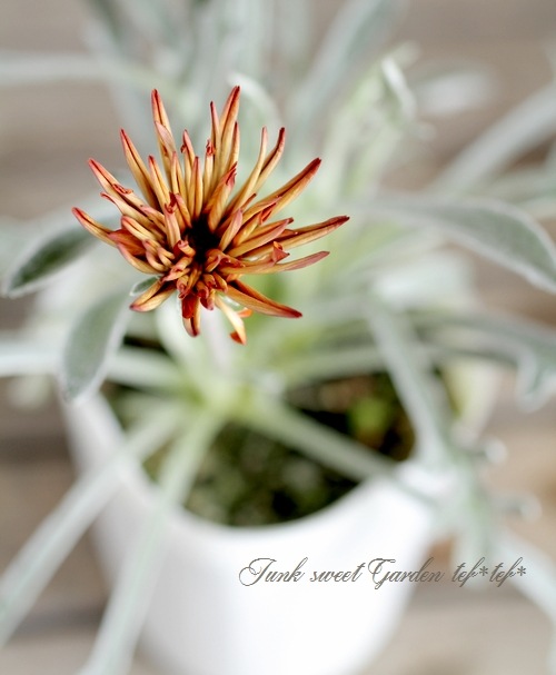 ɺȬź餭˥إ󥸥󥹥ѡ