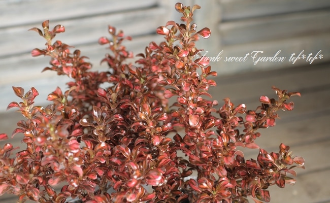 ץޡإ֥˥󥰥١ͼƤƤ