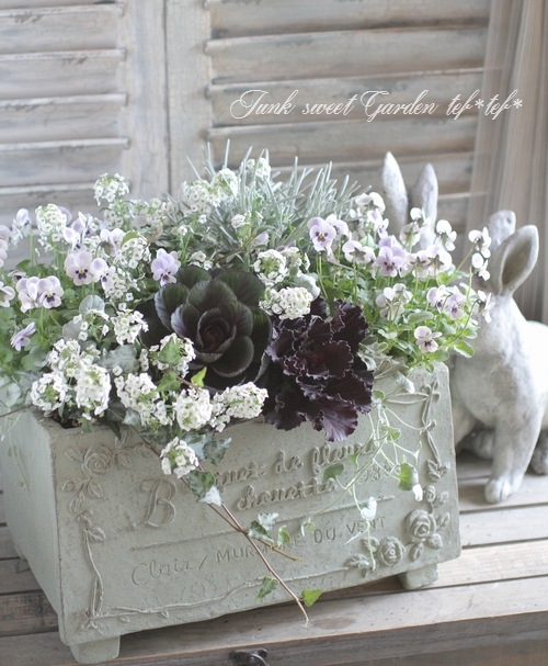 <i>Lobularia hybrid</i><BR><BR>���٥����ѡ�����å���<BR>�إ���С����ȥ꡼���