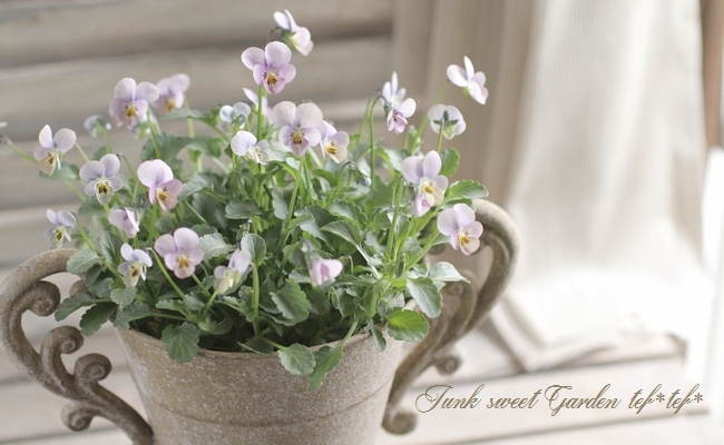 進化を続ける育種家ビオラ 『evolve -エボルベ-』極小輪花 | すべての