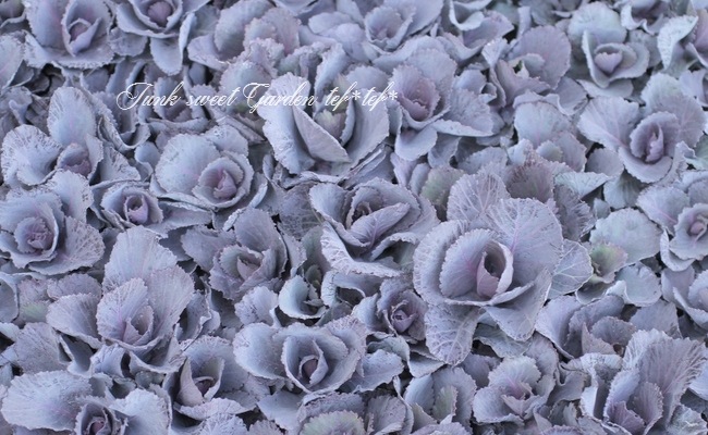 <i>Brassica</i><BR><BR>tef*tef*̥֡Ωơ<BR>С꡼ղð<BR>إ륭ѡ