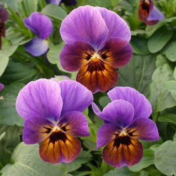 MIYABI ビオラ♡ パンジー 2日発送予定 ぜひお試しを♪高知・植田さんのビオラ☆2024年秋〜2025年春の試験品種