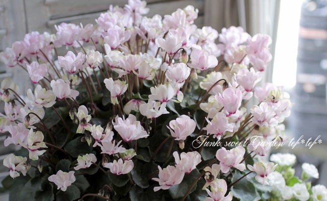 シクラメン シクラメン シェルウィング｜WEBカタログ｜未来アグリス株式会社|未来