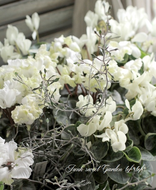 ガーデンミニ・シクラメン 『マイクロ・ゴールデンボーイ』 | すべての