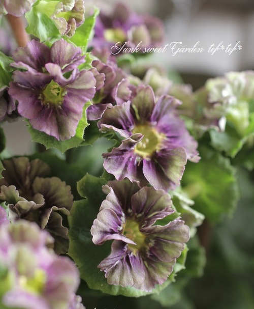 �ץ��顦���֥��˥���Ķ���������ʼ���إץꥫ��ȥ�٥��졼�ѡ��ץ뿧