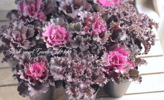 <i>Brassica oleracea var. </i><BR><BR>ե󥸤İ<BR>ղð