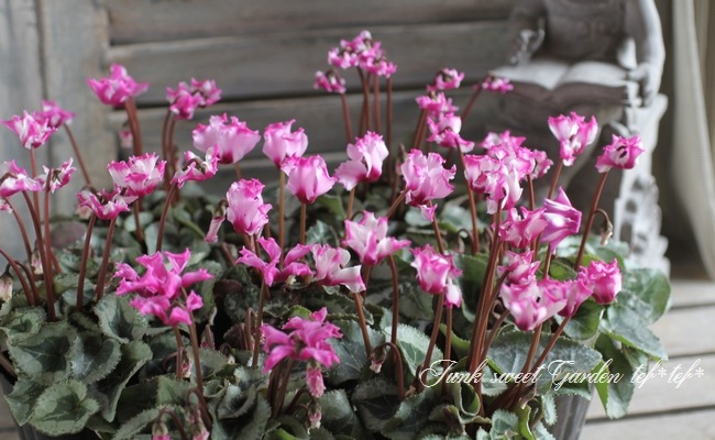 ガーデンシクラメン オリガミ 強い フリルが可愛い すべての商品 Junk Sweet Garden Tef Tef