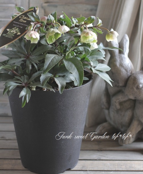 原種交配クリスマスローズ 『ウィンターベル』特大株！希少！小輪ベル