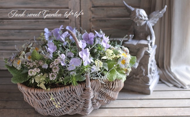 パオラレイナ i>Viola×wittrockiana </i><BR><BR>ブルーグレーのビオラ<BR