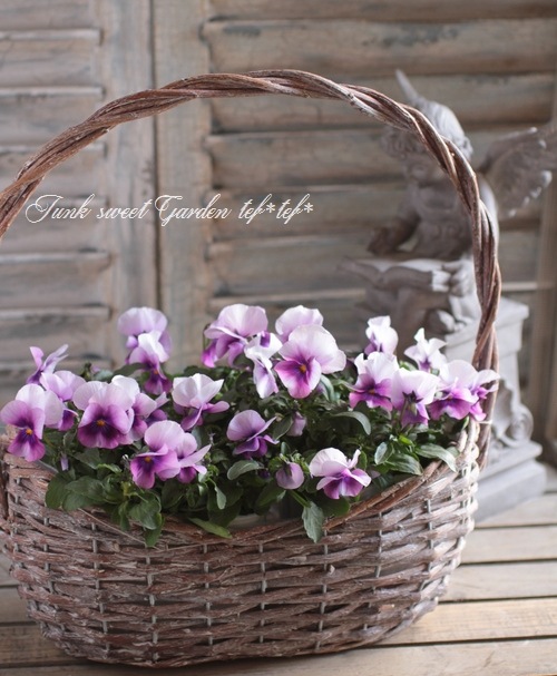 i>Viola×wittrockiana </i><BR><BR>ビオラ ソルベシリーズ<BR