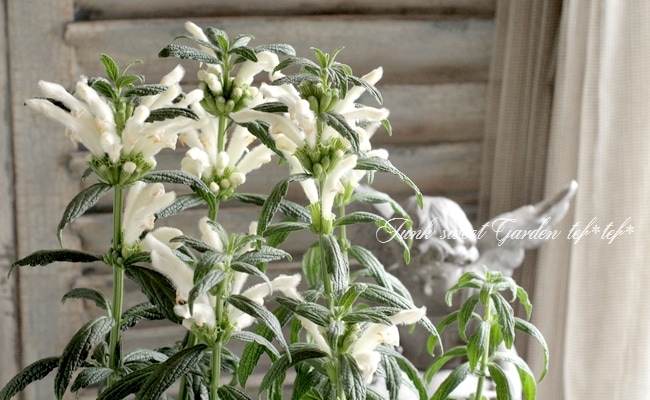 Puntiniレオノチス・レオヌルス苗 imgrc0115287686.jpg