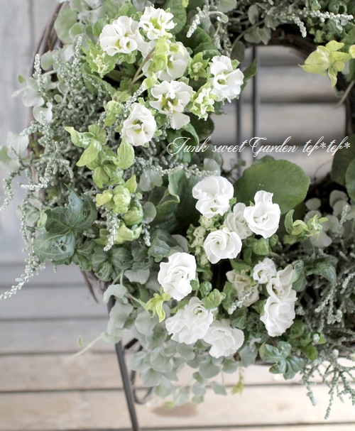 <i>Primula</i><BR><BR>ץ ꥢ<BR>餭ץ<BR>إѥ졼ɡ