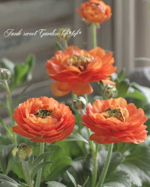 i>Ranunculus asiaticus</i><BR><BR>綾園芸さん育種！生産！BR