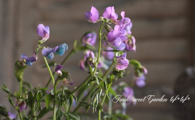 <i>Perennial sweet pea</i><BR><BR>�������ɺ������ȥԡ�<BR>�إ饷�饹���ѡ��ץ��