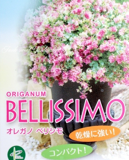 �֥��쥬�Ρ��إ٥ꥷ��١�