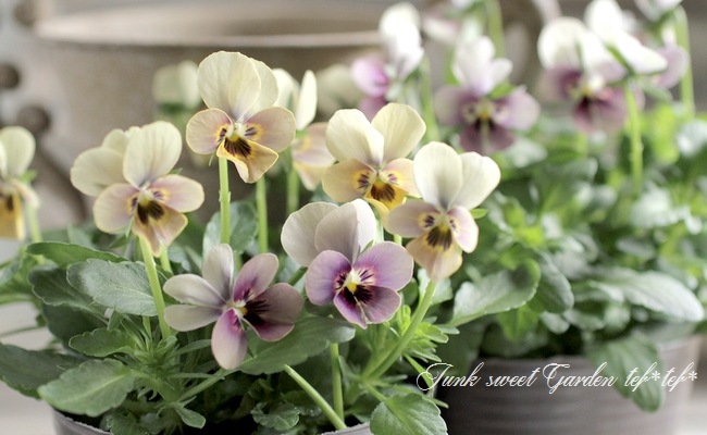 マトリョーシカ【ビオラ】 楽天市場】【予約販売】 ビオラ 魔笛 9cmポット 花苗 ガーデニング