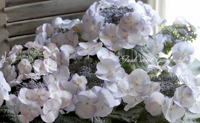 i>Hydrangea</i><BR><BR>紫陽花<BR>『空色のしずく』 | すべての商品