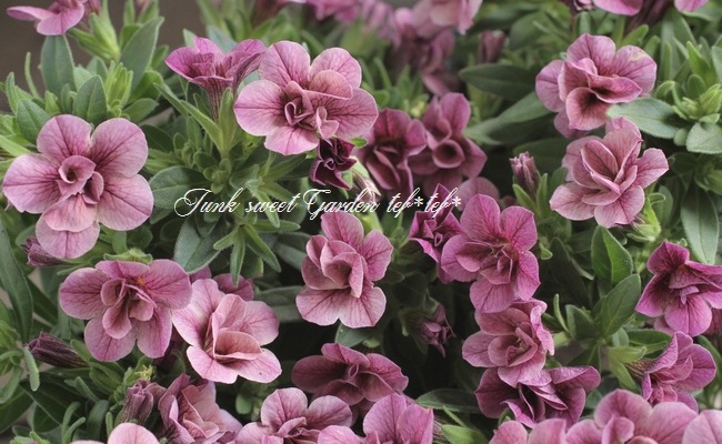 ��ʬ������롪Ȭ�ź餭����֥饳�����ƥ��ե��������֥롡����ƥ��������꡼���� No.62