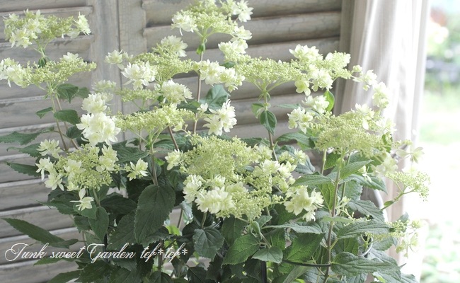 i>Hydrangea arborescens</i>'<BR><BR>八重咲きアナベル・紫陽花<BR
