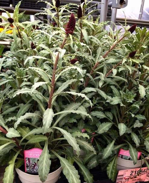 <i>Lysimachia atropurpurea</i><BR><BR>�ꥷ�ޥ���<BR>�إܥ���졼��