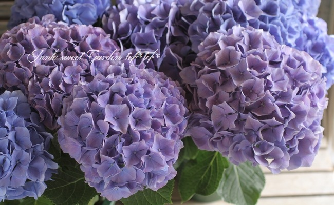 アジサイ ウェーブスパープル i>Hydrangea</i><BR><BR>秋色紫陽花品種<BR>『ブルーウェーブ