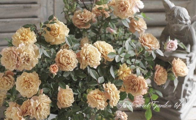 ナナ様　確認用　ミニバラ　モカ ミニ薔薇 モカ【花苗 4号鉢売り】｜ 【植物のITANSE】全品