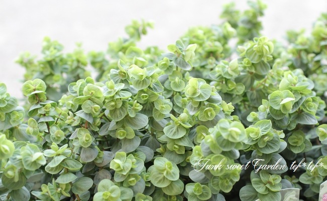 <i>Origanum rotundifolium</i><BR><BR>饤࿧β֥쥬<BR>إեꥢ