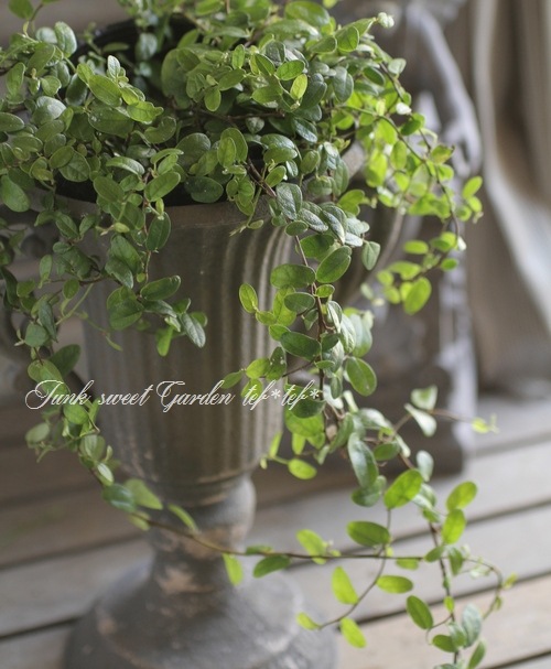 <i>Ficus 'Precious'</i><BR><BR>�ե������إץ쥷�㥹��