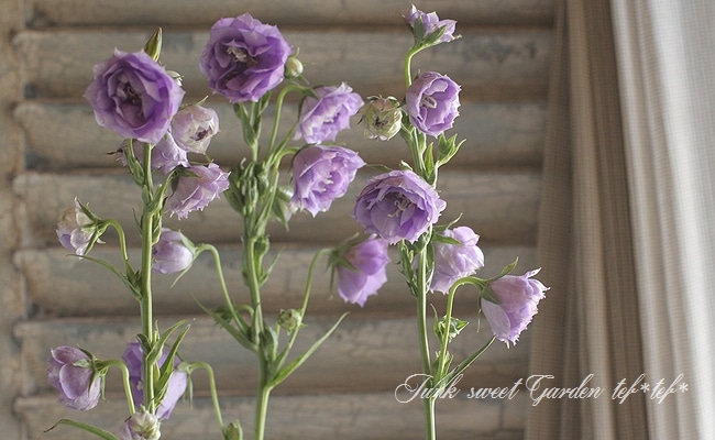 希少 EMBA エンバ カルガンラムファー フレアーコート パープル 11号 エンバ EMBA スノーピンク ファーカルガンプレート #毛皮 コート