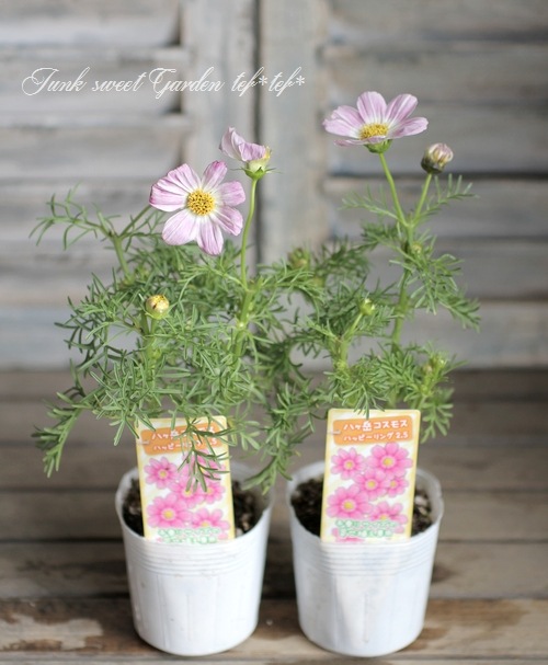 Bibiy. B.COSMOS JACKET コスモス ジャケットビビ Bibiy. B.COSMOS JACKET コスモス ジャケット - メルカリ