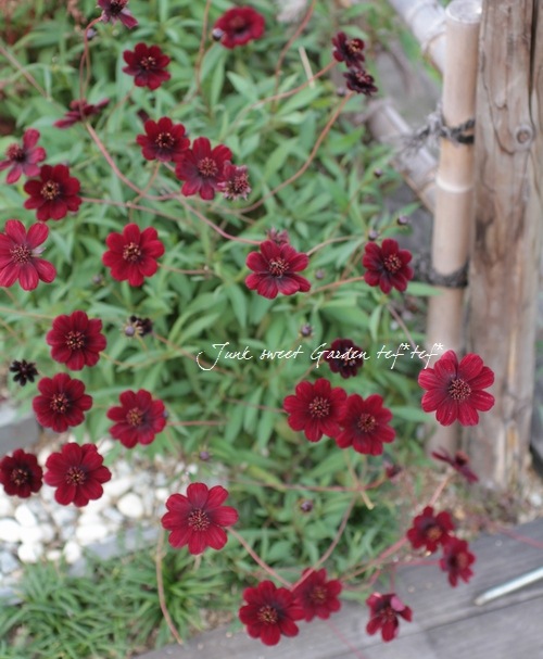 <i>Cosmos atrosanguineus</i><BR><BR>���祳�졼�ȥ����⥹<BR>���祳���������إ��祳���