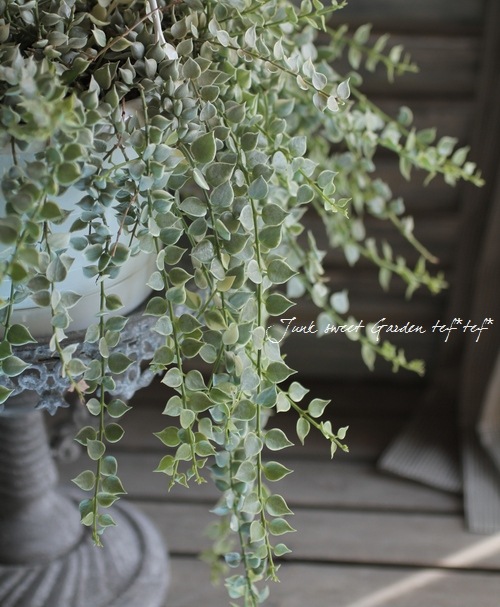 <i>Dischidia ruscifolia</i><BR><BR>������ǥ������ǥ���<BR>�ߥꥪ��ϡ��ȡإХꥨ��������