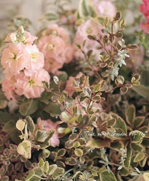 <i>Lophomyrtus ralphii</i><BR><BR>���ե��ߥ륿��<BR>�إޥ��å��ɥ饴�����ȭ��