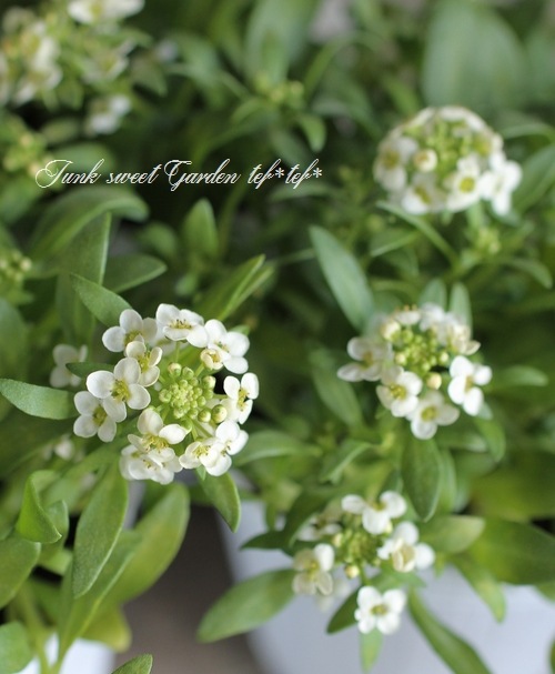 �������ȥ���å��ࡡ�إ��󥤥������� �إ��͡��ɡ�