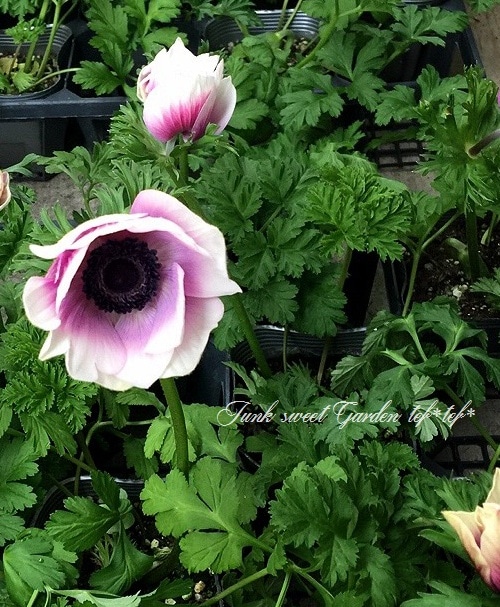 i>Anemone”Porto”</i><BR><BR>アネモネ<BR>矮性品種 『・ポルトMIX