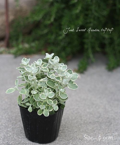 向日葵みたいなヘリクリサム ランダム9輪 斑入りヘリクリサム・ペチオラレ 『バリエガータ』 | すべての