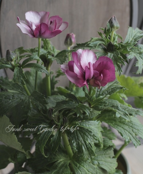 ラナンキュラス ラックスシリーズ 『エウロペ』 綾園芸さん育種！生産