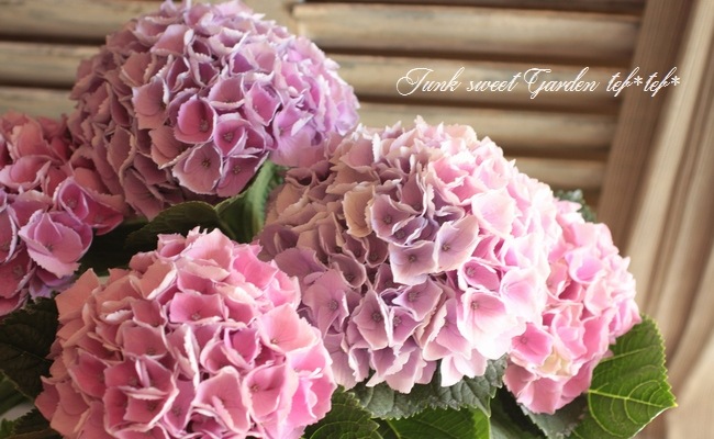 i>HYDRANGEA</i><BR><BR>秋色紫陽花品種<BR>『西安・シーアンピンク