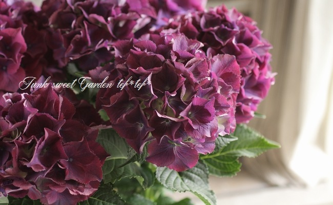 秋色紫陽花品種 『レッドビューティ』 パープル | すべての商品