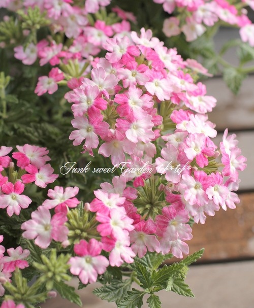 <i>Verbena spp. </i><BR><BR>���ܷϥС��٥ʡ���ʥ�<BR>�إĥ���������