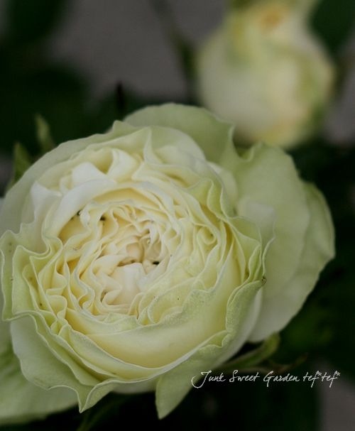 �ߥ˥Х顡�إѡ��륳����ʡ�