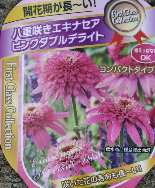 八重咲きエキナセア 『ピンクダブルデライト』 | すべての商品